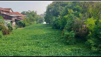 Warga Desak Agar DLH Kota Pekalongan Tindak Lanjut Tumpukan Eceng Gondok di Kali Loji