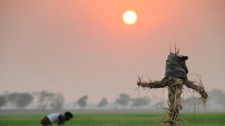 Wereng dan Burung Pipit Serbu Sawah Organik Magelang, Petani Pasang Jala Penyelamat