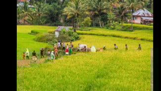 Jebakan Tikus Maut! Petani Pati Temukan Mayat di Persawahan
