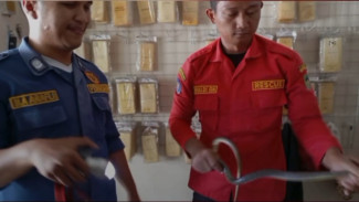 Sigap! Damkar Banyumas Evakuasi Seekor Ular Masuk dalam Counter HP di Kedungbanteng