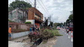 Proyek City Walk Temanggung Tahap II Rp 1,49 Miliar Dikebut, 44 Pohon Lama Ditebang Diganti Kenari dan Bungur