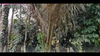 Serangan Ulat Artona Catoxantha, Bahaya Dapat Mengancam Produksi Gula Kristal Purbalingga