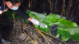 Api Lahan Tebu di Sragen Renggut Nyawa, Lansia 63 Tahun Tewas Saat Berusaha Menyelamatkan Kebun