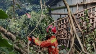 Damkar Banyumas Lakukan Penanganan Pohon Tumbang yang Menimpa Rumah di Rawalo dan Sumbang