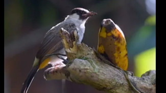 Istana Burung Liar di Desa Gununggempol Temanggung: Wisata Alam dan Suara Kicauan Burung yang Menenangkan