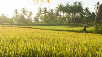 Banjarnegara Jadi Lumbung Padi Jawa Tengah, Produksi 111 Ribu Ton Siap Cukupi Kebutuhan Provinsi