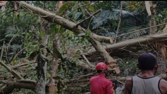 Tim Gabungan Evakuasi Pohon Tumbang di Kalibagor Banyumas, Timpa Jaringan Kabel dan Akses Jalan