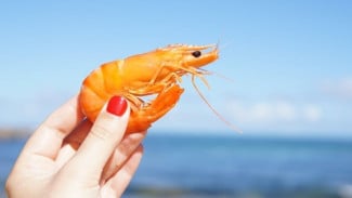 Udang Terkontaminasi Cesium 137, Pemerintah Tetapkan Cikande Serang Zona Khusus Radiasi Satgas Diturunkan