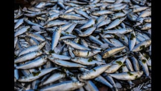 TPI Jomblom Mangkrak Sejak 2023, Nelayan Kendal Keluhkan Jalan Rusak ke Lokasi Lelang Ikan