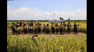 Rahasia Sukses Petani Harjobinangun, Purworejo: Panen Padi 2 Kali Lipat Berkat Demplot Modern!
