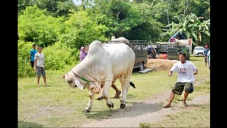 Kontes Sapi PO Kebumen 2025, Sapi Slamet Jadi Jawara dengan Bobot 981 Kg