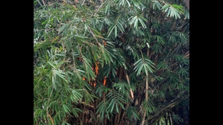 Bakar Sampah Berujung Panik: Angin Kencang Sebabkan Pohon Bambu di Purworejo Ludes Terbakar
