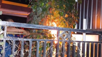 Kakek 80 Tahun di Pemalang Tewas Disengat Puluhan Tawon Vespa Saat Bersih-bersih