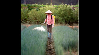 Harga Pupuk Turun, Petani Cilacap Akui Pemerintah Kini Lebih Berpihak