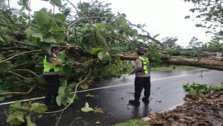 Evakuasi Cepat di Baturraden, Banyumas: Pohon Tumbang dan Kerusakan Rumah Akibat Cuaca Ekstrem