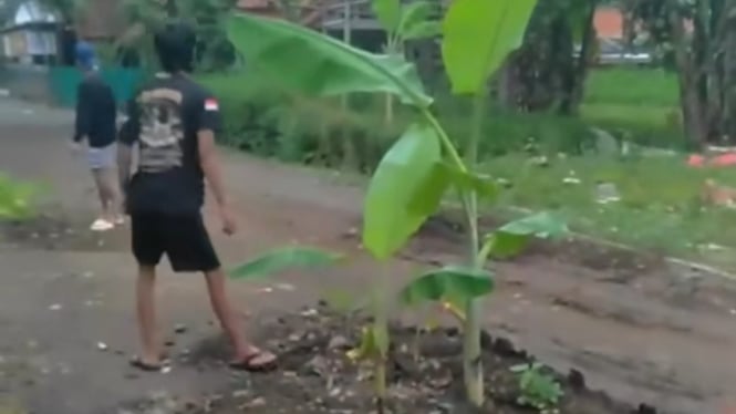 Aksi proter Video Jalan di Rakit Banjarnegara Ditumbuhi Pohon Pisang