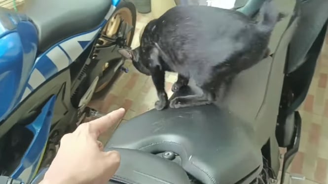 Jok Motor Dicakar Kucing