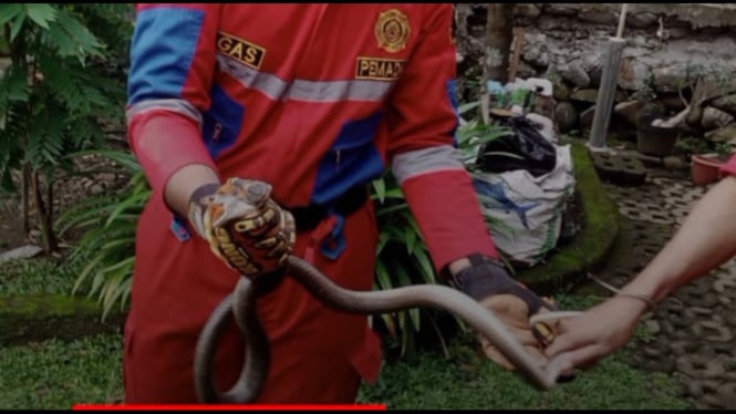 Penemuan ular di rumah warga Banyumas
