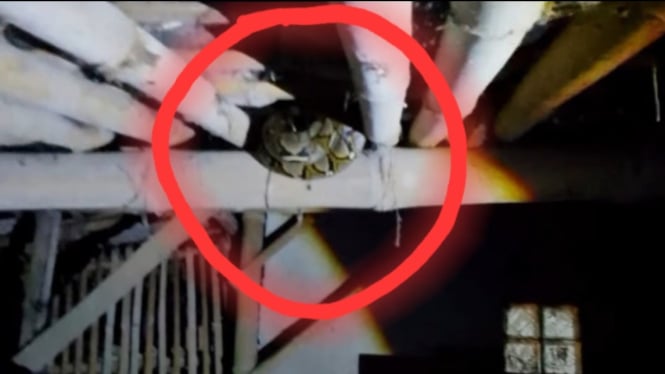 Ular Masuk ke Dalam Rumah Warga di Kabupaten Banyumas