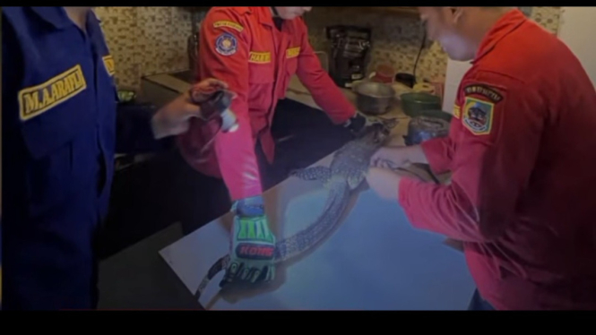 Seekor Biawak Masuk Ke Dapur Warga Perumahan di Sokaraja