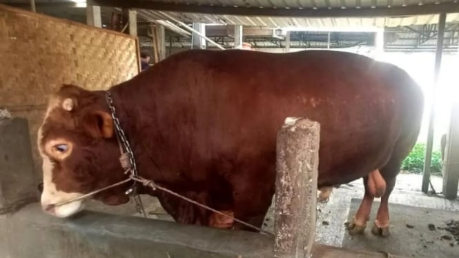 Sapi Kurban Milik Presiden Prabowo di Banyumas