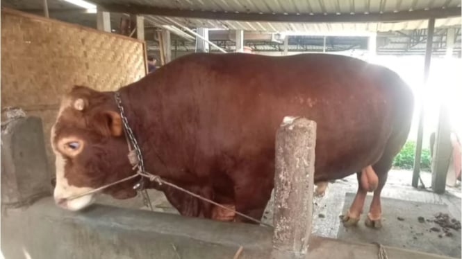 Sapi Kurban Prabowo Subianto