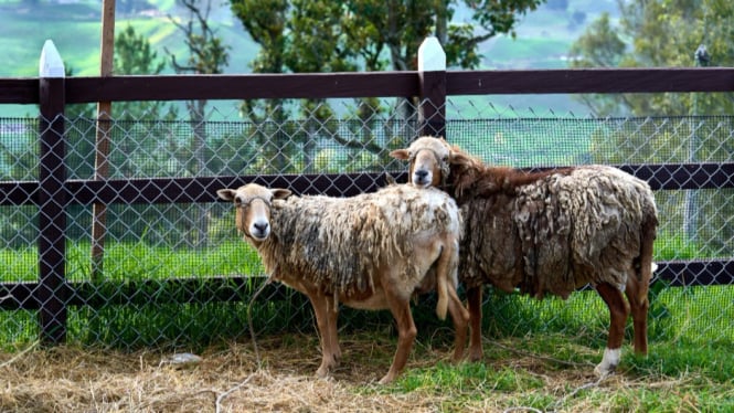 Ilustrasi - Kambing Milik Warga di Banyumas Hilang