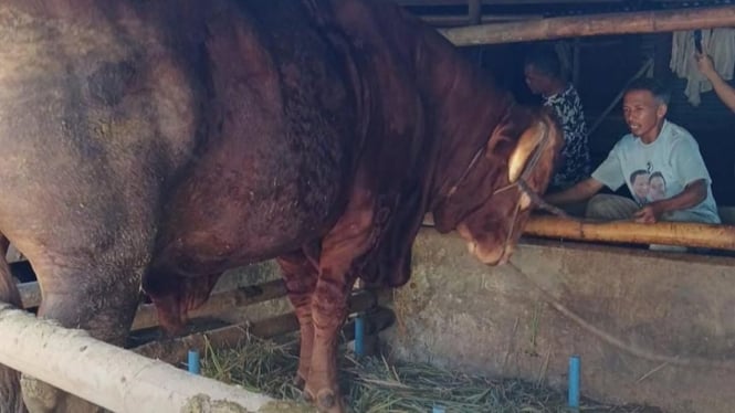 Presiden Prabowo Siapkan Sapi Kurban di Purbalingga