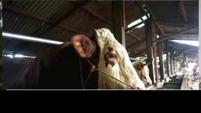 Sapi Kurban Prabowo Subianto di Batang