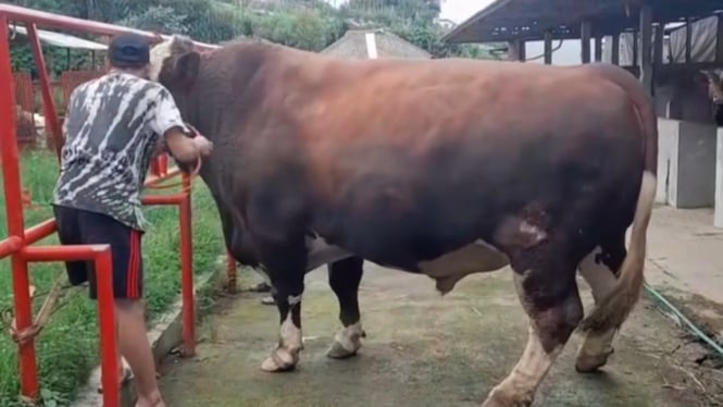 Sapi Kurban Prabowo Subianto di Wonosobo