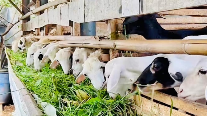 Dua Bersaudara Farm! Pusat Terbesar Penjualan Kambing & Domba
