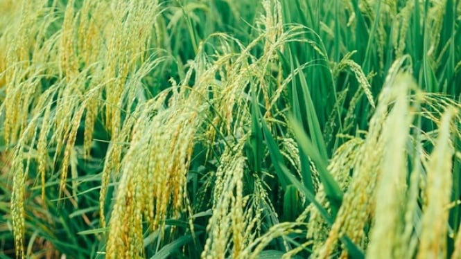 Sekda Sukoharjo Widodo resmi pensiun, siap kembali ke sawah