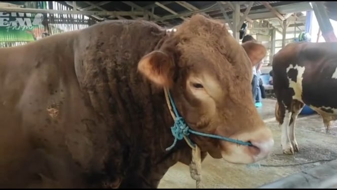 Sapi Kurban Presiden Prabowo di Pemalang