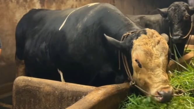 Sapi Kurban Presiden Prabowo untuk Banjarnegara