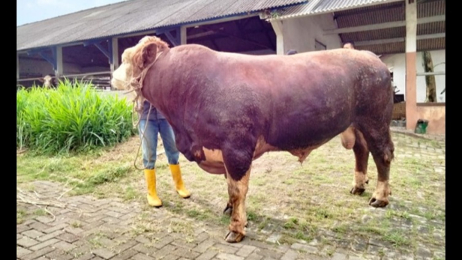 Sapi kurban Presiden Prabowo berbobot 1 ton dari Balai Ungaran