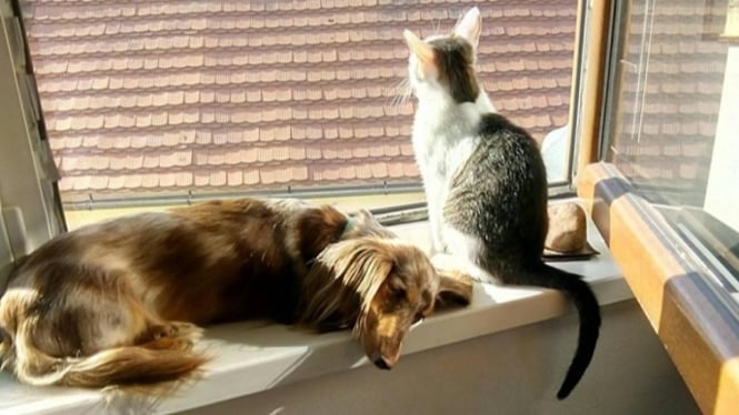 BPJS Hewan Peliharaan, kucing dan anjing dapat jaminan kesehatan