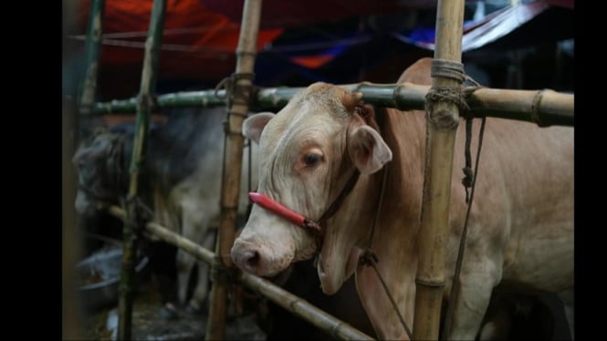 Petugas DKPP Temukan Cacing Hati di Hewan Kurban Bantul