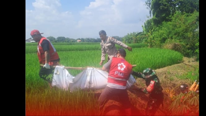 Evakuasi jasad wanita dari sawah di Dukuhwaru