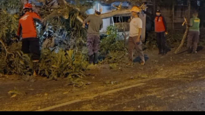 Pohon Tumbang di Purwokerto