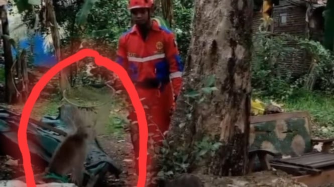 Damkar Evakuasi seekor monyet yang lepas