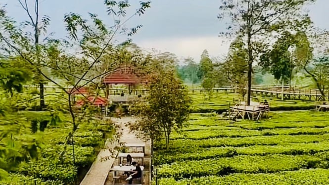 Ngopi-Ngeteh di Tengah Perkebunan