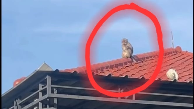 Seekor Monyet Berkeliaran di Rumah Warga Pemalang