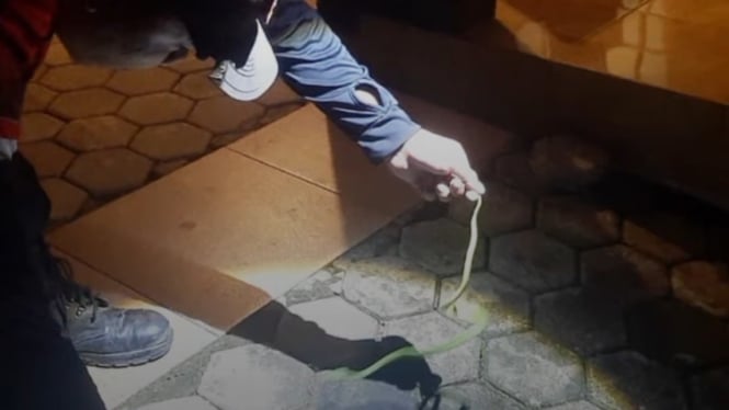 Seekor Ular Berbisa di Rumah Warga Baturraden