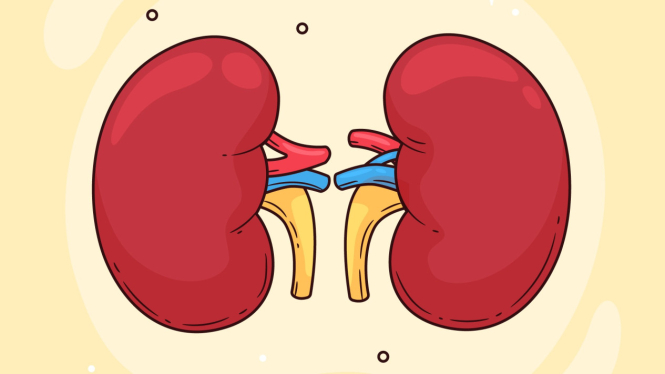 Ilustrasi Ginjal