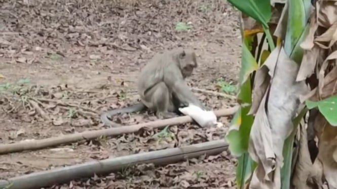 Monyet berkeliaran di Pekalongan