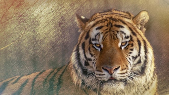Ilustrasi Weton Khodam Macan Sakti