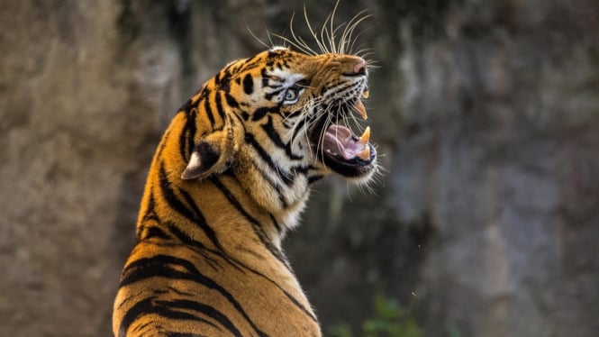 Ilustrasi Weton Khodam Macan Kumbang