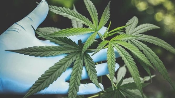 Ilustrasi Asap Pemusnahan Ganja di Klaim Aman oleh BNN