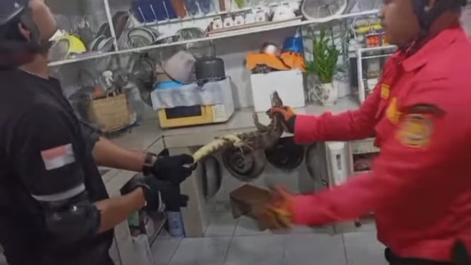 Biawak Masuk ke Dalam Rumah Warga di Purwokerto