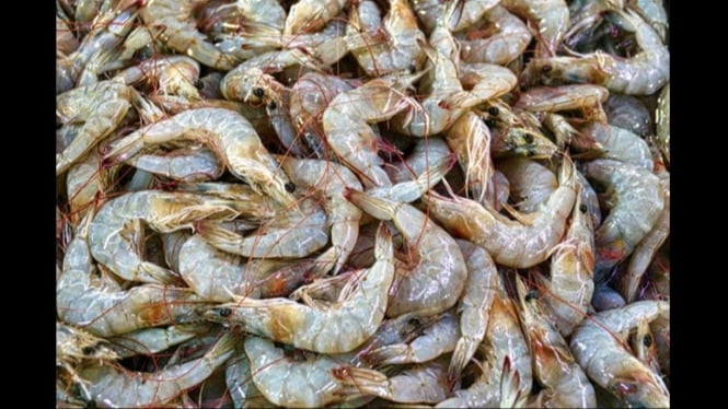 Ilustrasi Udang rebon hasil tangkapan nelayan Cilacap melimpah